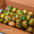 늘푸른팜스 | [공지] ⚡️🍅2025 요니팜스 오리지널 레전드 짭짤이 대저토마토 2S 로얄사이즈 공구오픈🎉