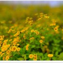 배곧생명공원 이미지