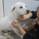 사랑할개 이미지