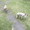 개밥맛집 이미지