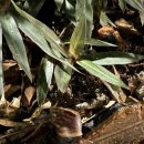 달팽이방갈로 이미지