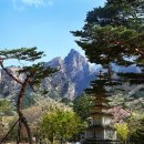 솔잎 이미지