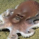 애플몽키 이미지