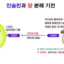 당뇨약의 종류와 잘못된 상식 이미지