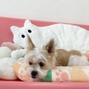 오마이펫 이미지