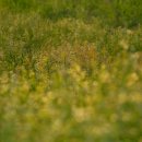 풀잎사랑 이미지