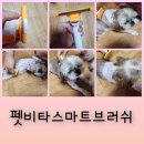 펫마트 강아지 논산점 | 강아지빗추천 펫비타스마트브러쉬 솔직후기