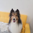 눈부시개 | 우리 셸티 남매 목욕 보내고 왔어요 | 눈이부시개 담백 방문기