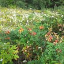 향초목원 이미지