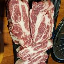 돌리고제주도야지 이미지