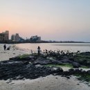 제주 빙새기 이미지