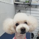 정말귀엽개 이미지