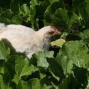 인암농원 이미지