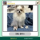 강릉;앨리스 이미지