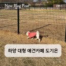 미키애견 | 하양 대형 운동장 애견카페 도기온 내돈내산 방문 후기