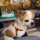 김포애견클럽 | 애견동반 강아지와 함께하는 제주도 맛존디 몸국...송악산, 더클리프, 대포동산횟집 내돈내산후기