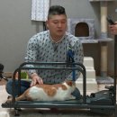 비만고양이 이미지