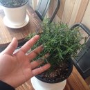 서영디자인 네이버블로그
