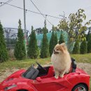 댕그라운드 티스토리