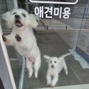 소망애견 | 금촌 몽블리 애견미용 내돈내산 재방문 후기 🐶
