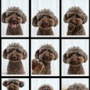 상무동물병원 이미지