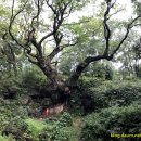 강정동-50 이미지