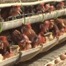 영남농장 이미지