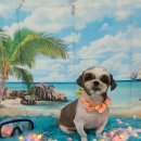 펫 살롱 파밀리에 이미지