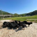 한솔 흑염소 이미지