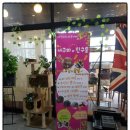 pet 377다4092 | 대전 애견카페비교.(치치펫, 펫샵, 라쿤카페+ 추가 피터펫)