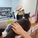 고양이 하루 | 강남역 유기묘 고양이카페 후기 <집사의 하루>