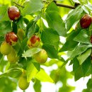 고향풍년 이미지