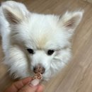 바우미우 | 청라 강아지 수제간식 바우미우 단골이 된 이유