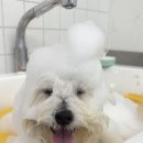 스케치독 이미지