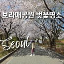 보라매서울 | 2026 서울 보라매공원 벚꽃 명소 포토존 위치 실시간 후기 만개