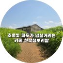 해,바람 | 보령 천북청보리밭 드라마'그 해 우리는'촬영지 카페 8월 방문 후기: 초록빛 파도와 바람의 소리를 담다