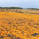 신풍구제 이미지