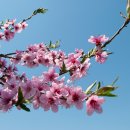 사랑이꽃피는작은도서관 | [ 꽃에 반하다 ]🌹봄꽃: 3월에 피는 봄꽃 종류 (4)