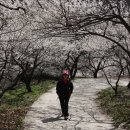 청매실농원 이미지