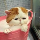 목욕하는고양이 이미지