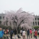덕수궁 석조전 앞 벚꽃나무 이미지