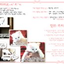 꼬맹이 이미지