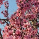 산너머남촌에는 이미지