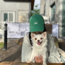 (주)위드인푸드 | 북한산 위드인 애견카페 넓은 잔디운동장 펫푸드 내돈내산 솔직후기