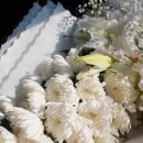 명랑한도그 이미지