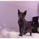 더케이펫 강아지분양 네이버블로그