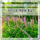 카이스트 정문 | 대전 유성구 어은동 카이스트 어은동산 맥문동 꽃길 군락지