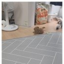 아이러브독 강아지분양 부천점 이미지