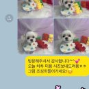 뽀도기 이미지