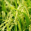 농업회사법인(유)이삭 이미지